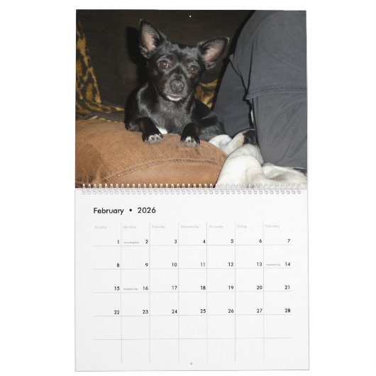 Calendrier Chien Mia Chihuahua 2024 (Feb 2026)