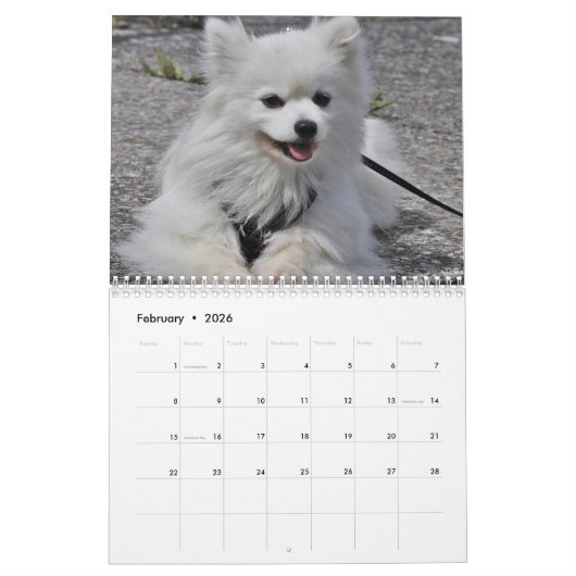 Calendrier Chien Samoyé 2025 (Feb 2026)