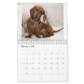 Calendrier Chiens (Feb 2027)