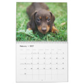 Calendrier Chiens Calender 2025 (Feb 2027)