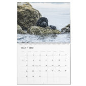 Calendrier Chiens de mer de Notta Bear (Mar 2026)