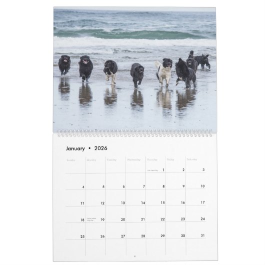 Calendrier Chiens de mer de Notta Bear (Jan 2026)