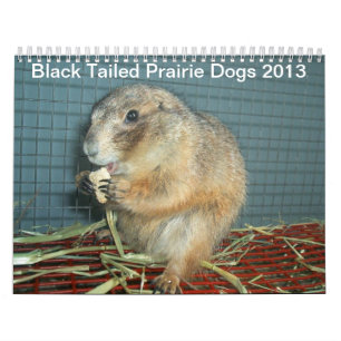 Calendrier Chiens de prairie coupés la queue par noir -