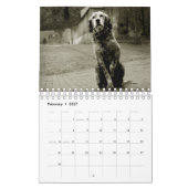 Calendrier Chiens de rue (Feb 2027)