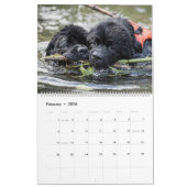 Calendrier Chiens D'Eau De Notta Ours (Feb 2026)