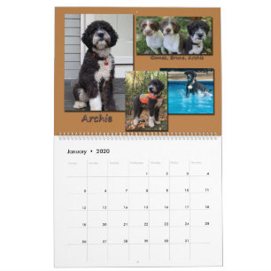 Calendrier Chiens d'eau espagnols 2020