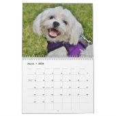 Calendrier Chiens et chiots maltais (Mar 2026)