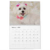 Calendrier Chiens et chiots maltais (Feb 2026)