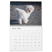 Calendrier Chiens et chiots maltais (Jan 2027)