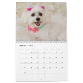Calendrier Chiens et chiots maltais (Feb 2027)