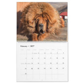 Calendrier Chiens Mastiff, Mastiffs (Feb 2027)