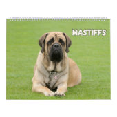 Calendrier Chiens Mastiff, Mastiffs (Protection)