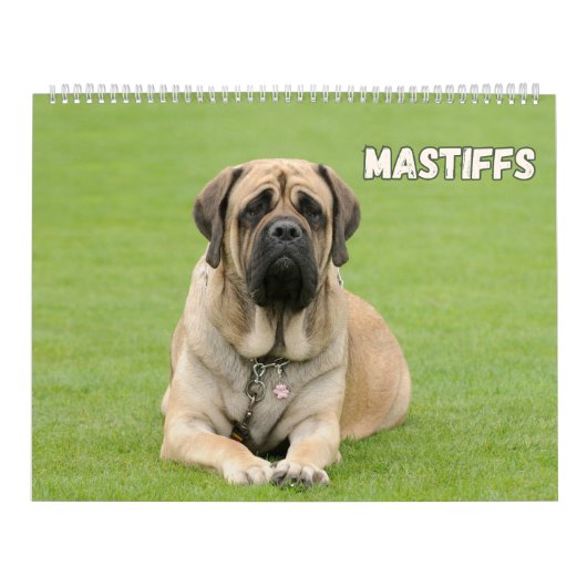 Calendrier Chiens Mastiff, Mastiffs (Protection)