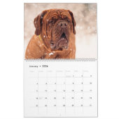Calendrier Chiens Mastiff, Mastiffs (Jan 2026)