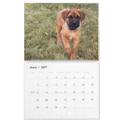 Calendrier Chiens Mastiff, Mastiffs (Mar 2027)