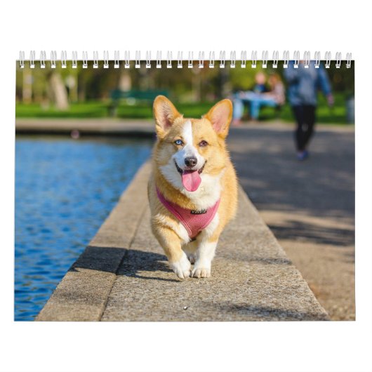 Calendrier Chiens mignons 2024 (Protection)