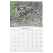 CALENDRIER CHIENS SAUVAGES AFRICAINS (Feb 2027)