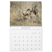 CALENDRIER CHIENS SAUVAGES AFRICAINS (Jan 2027)