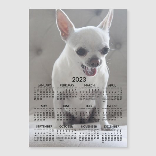 Calendrier Chihuahua 2023 Carte photo magnétique (Devant)