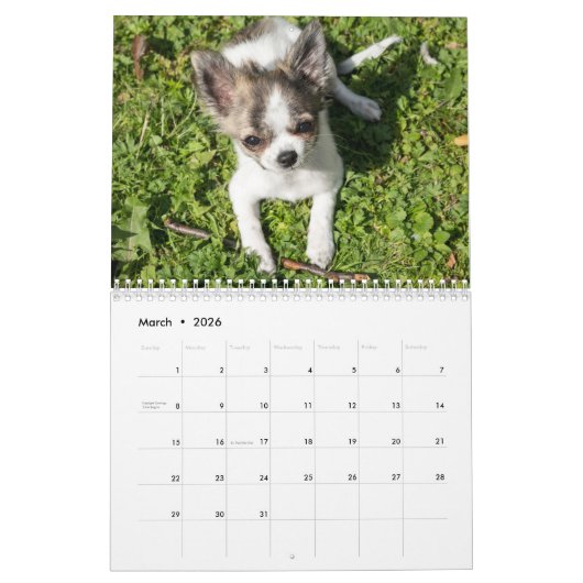 Calendrier Chihuahua 2023 Photo Whats up (Mar 2026)