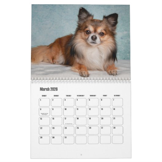 Calendrier Chihuahua Chien (Mar 2026)