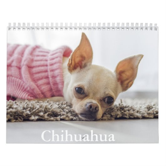 Calendrier Chihuahua Chien (Protection)