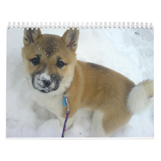 Calendrier chiot 3 shiba inu.png (Protection)