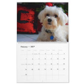 Calendrier Chiot maltais maltais 2025 (Feb 2027)