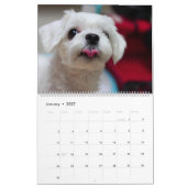 Calendrier Chiot maltais maltais 2025 (Jan 2027)