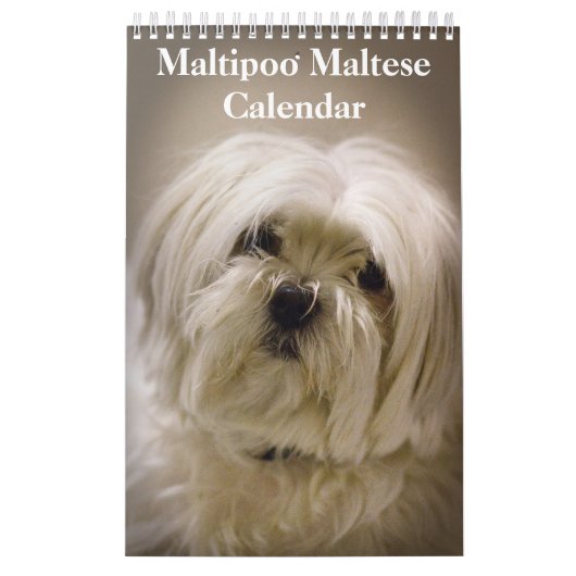 Calendrier Chiot maltais maltais 2025 (Protection)