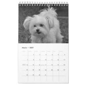 Calendrier Chiot maltais maltais 2025 (Mar 2027)