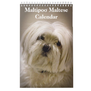 Calendrier Chiot Maltipoo Maltais 2027
