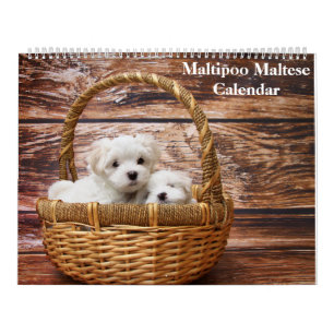 Calendrier Chiot Maltipoo Maltais 2027