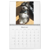 Calendrier Chiots 2011 de Havanese Rescu (Mar 2027)