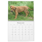 Calendrier Chiots 2012 de Rhodesian Ridgeback (Feb 2026)
