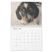 Calendrier Chiots de Dachshund (Feb 2027)