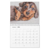 Calendrier Chiots de Dachshund (Jan 2026)