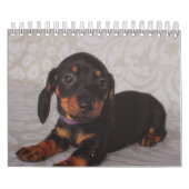 Calendrier Chiots de Dachshund (Protection)