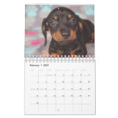 Calendrier Chiots de Dachshund (Feb 2027)