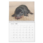 Calendrier Chiots de Dachshund (Jan 2026)