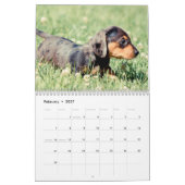 Calendrier Chiots de Dachshund 2013 (Feb 2027)