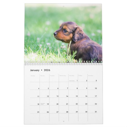 Calendrier Chiots de Dachshund 2014 (Jan 2026)