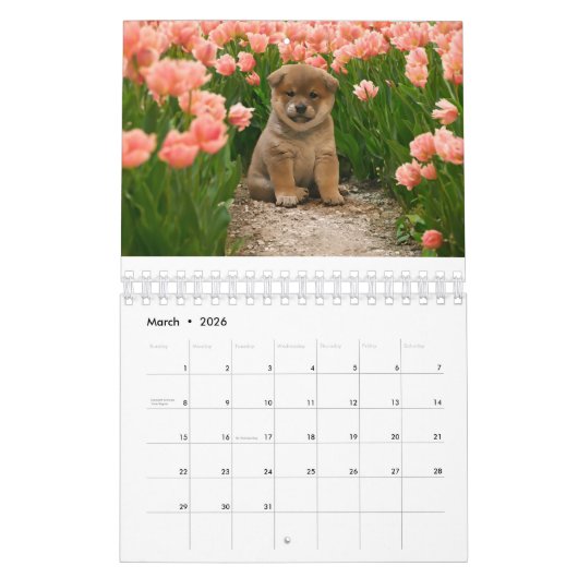 Calendrier Chiots de Shiba Inu (Mar 2026)