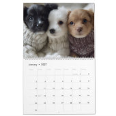 Calendrier Chiots en Pulls (Jan 2027)