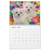 Calendrier Chiots maltais (Feb 2026)
