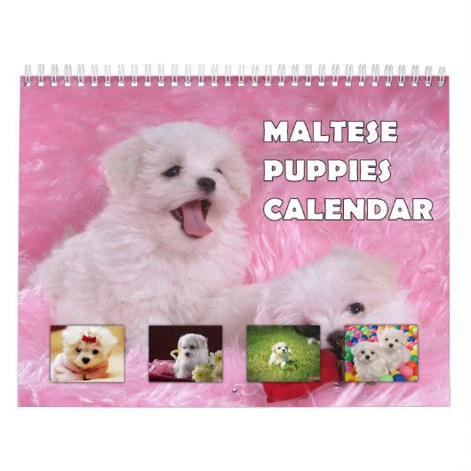 Calendrier Chiots maltais (Protection)