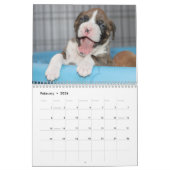 Calendrier Chiots mignons de boxeur (Feb 2026)