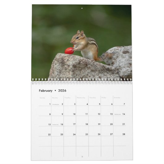 Calendrier Chipmunks dans les Adirondacks 2026 (Feb 2026)