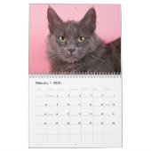 Calendrier Chutes de chats d'abri (Feb 2026)