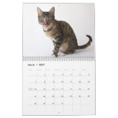 Calendrier Chutes de chats d'abri (Mar 2027)